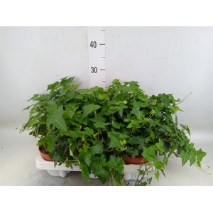 Hedera helix 'Pittsburgh'