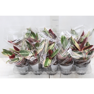 CALATHEA TRIALSTAR P12