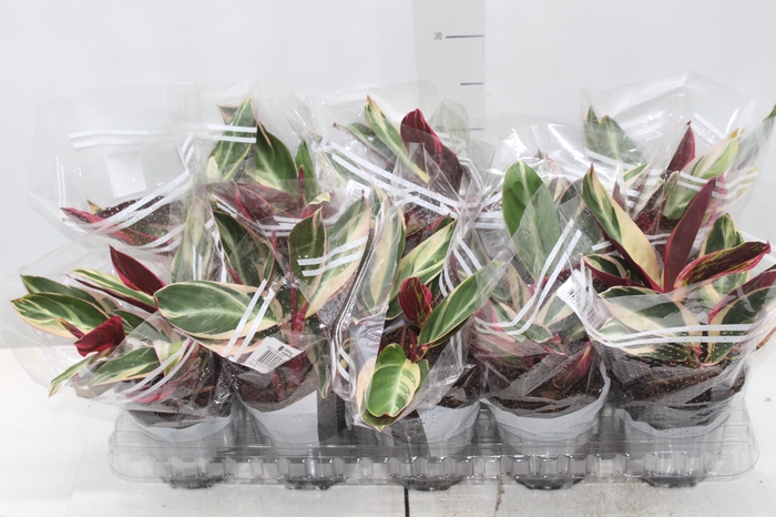<h4>CALATHEA TRIALSTAR P12</h4>
