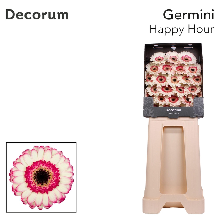 <h4>Germini Happy Hour Diamond</h4>