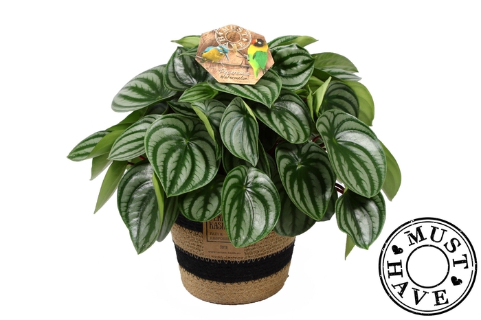 <h4>Peperomia ''Argyreia'' Watermelon in jutte mand ''must have''</h4>