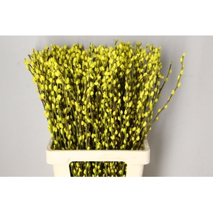 Salix Snowflake 70cm Yellow