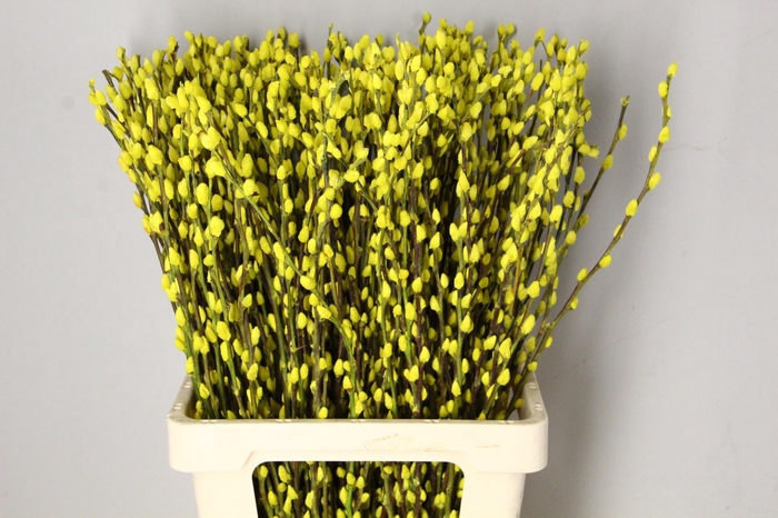 Salix Snowflake 70cm Yellow
