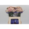 Ozothamnus Cooks Pink