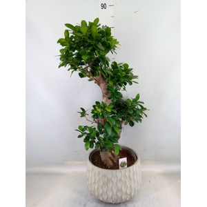Ficus microcarpa 'Ginseng'