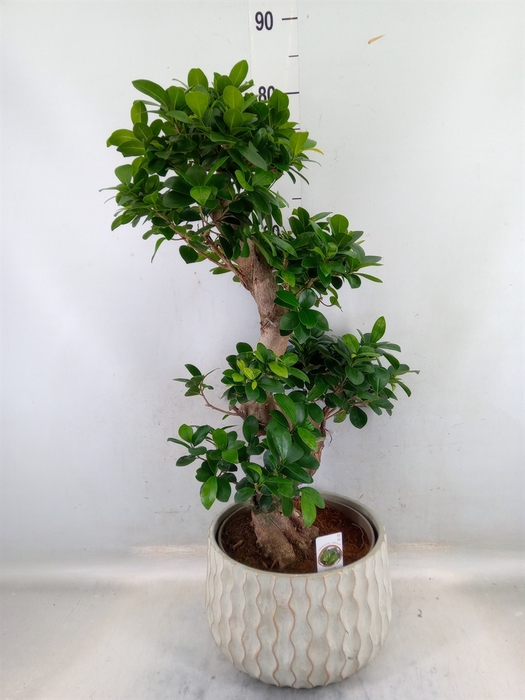 <h4>Ficus microcarpa 'Ginseng'</h4>