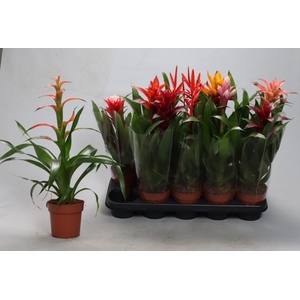 BROMELIA GEM