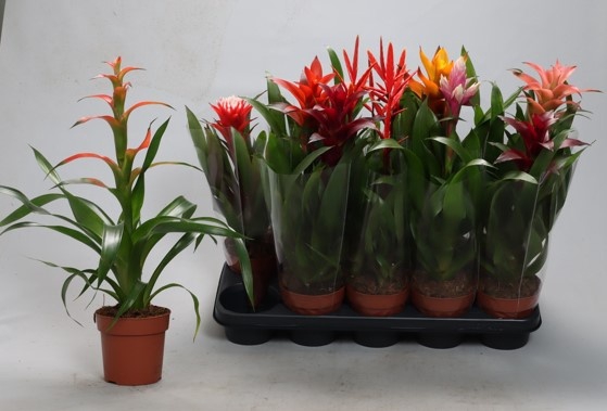 <h4>BROMELIA GEM</h4>