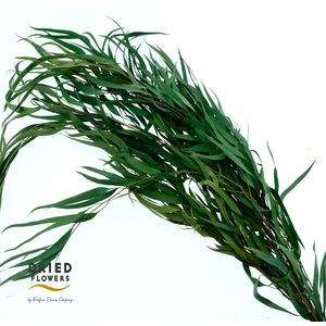 Dried Bleached Eucalyptus Exotica Dark Green