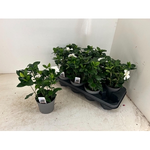 GARDENIA JASMINOIDES