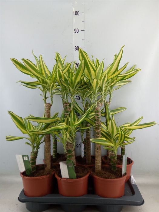 <h4>Dracaena frag. 'Yellow Coast'</h4>