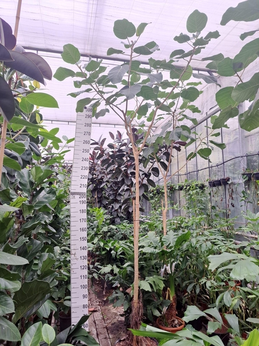 <h4>Ficus auriculata Everest stam 370</h4>