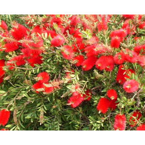 Callistemon speciosus