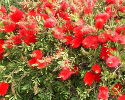 <h4>Callistemon speciosus</h4>