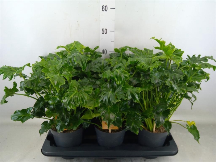 <h4>Philodendron   ...</h4>