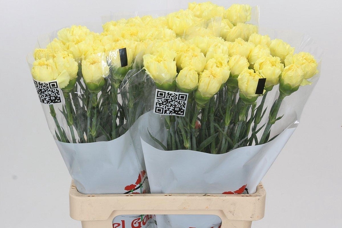 <h4>Dianthus St Diletta</h4>