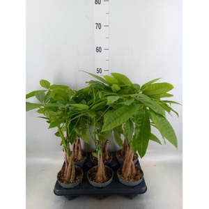 Pachira aquatica
