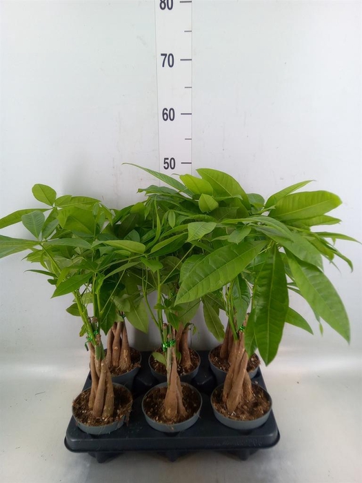 <h4>Pachira aquatica</h4>