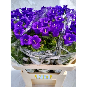 Camp M Champion Blue