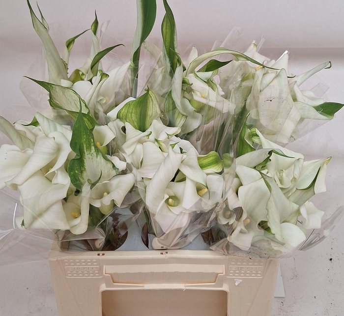 <h4>ZANT CRYSTAL BLUSH</h4>