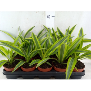 Dracaena fr de 'LemonLime'