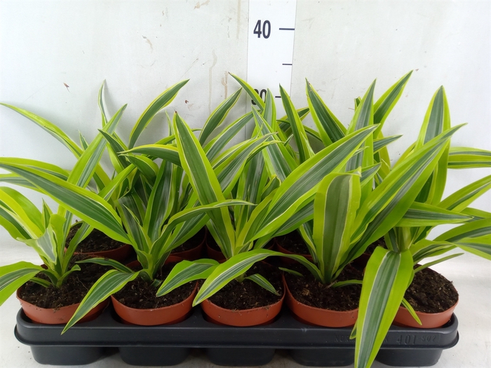 <h4>Dracaena fr de 'LemonLime'</h4>