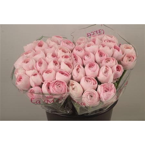 Ran.. Su Lady Hanoi Extra