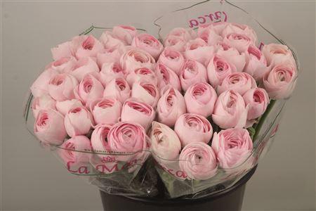 <h4>Ran.. Su Lady Hanoi Extra</h4>