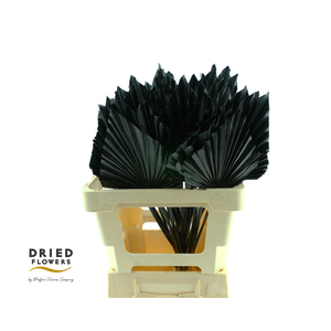 Dried Palm Spear Small Black
