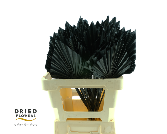 <h4>Dried Palm Spear Small Black</h4>