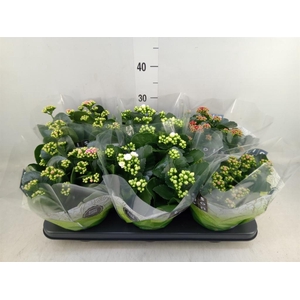 Kalanchoe blos.   ..rosebud mix  4