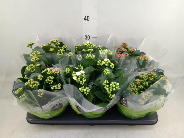 <h4>Kalanchoe blos. ..rosebud mix 4</h4>