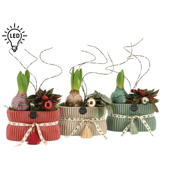 <h4>61561: X-mas arrangement</h4>