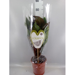 Anthurium andr. 'Beauty Black'