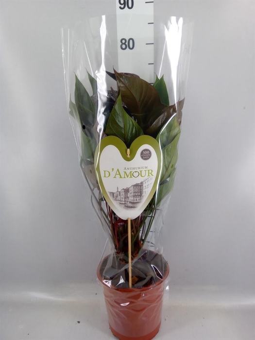<h4>Anthurium andr. 'Beauty Black'</h4>
