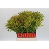 Leucadendron Ayoba Cherry Pearl Spray