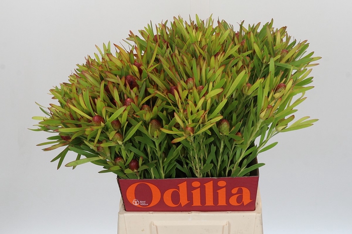 Leucadendron Ayoba Cherry Pearl Spray