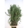 PINUS ALASKA PER STEM 160CM