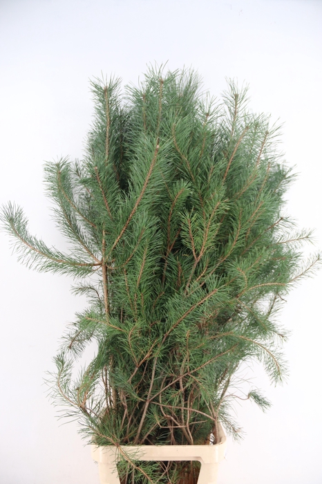 <h4>PINUS ALASKA PER STEM 160CM</h4>