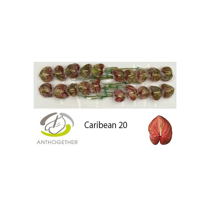 <h4>Anth A Caribean</h4>