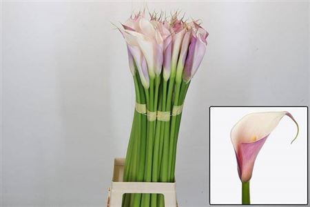 <h4>Zant Ae Eyd Purp Whi</h4>