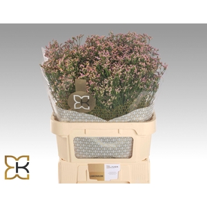 LIMONIUM SIN BLUSH DIAMOND LIM SIN