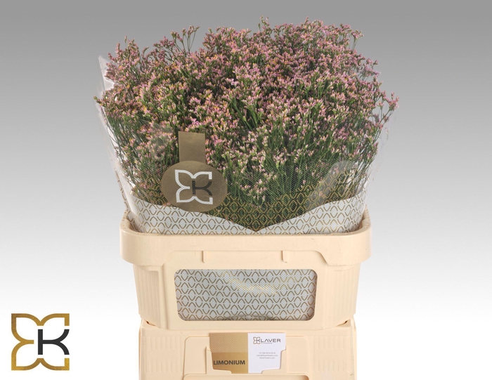 <h4>LIMONIUM SIN BLUSH DIAMOND LIM SIN</h4>