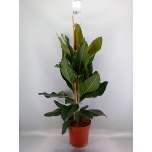 Ficus benghalensis 'Joy'