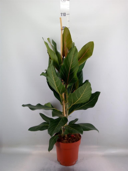 <h4>Ficus benghalensis 'Joy'</h4>