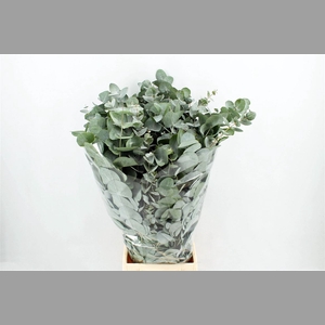 Euca Cinerea 150gr P Bunch