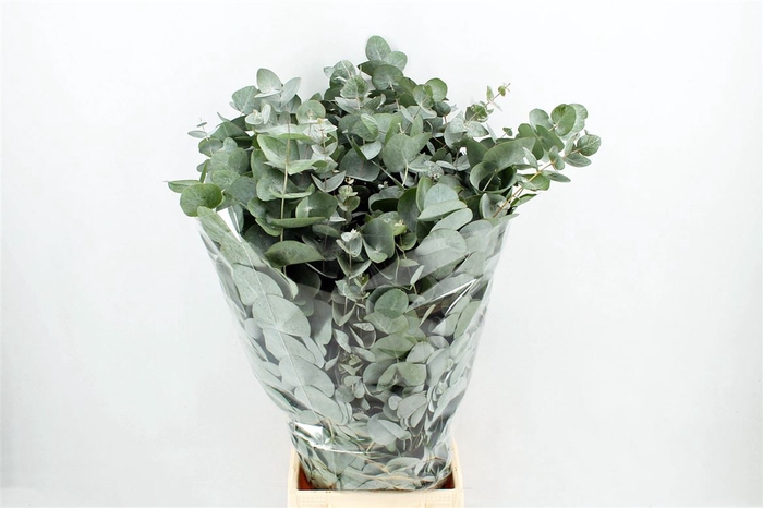 <h4>Euca Cinerea 300gr P Bunch Fra</h4>