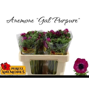 Anem Co Galil Purper