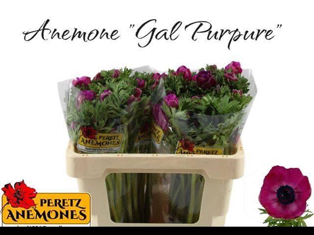 <h4>Anem Co Galil Purper</h4>