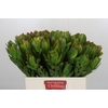 Leucadendron Goldstrike